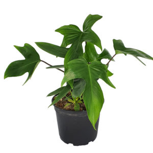 Philodendron Florida 180mm
