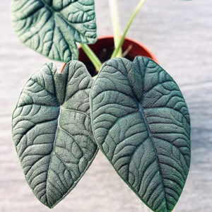 Indoor Elephant Ear - Rhino Alocasia