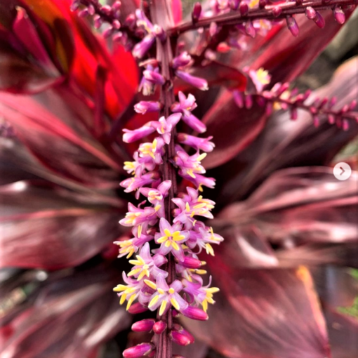 Cordyline Fruticosa Red Delight - colors_of_blossoms