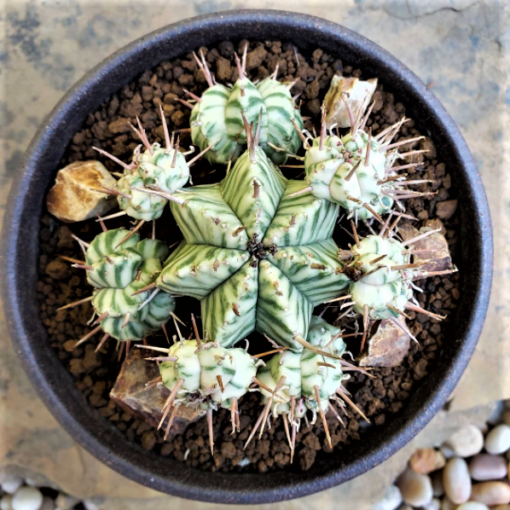 Euphorbia Pulvinata - crazy4cactus