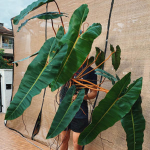 MEGA DEAL – RARE – Philodendron Billietiae 120mm