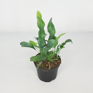 Phlebodium Aureum – Blue Star Fern 100mm