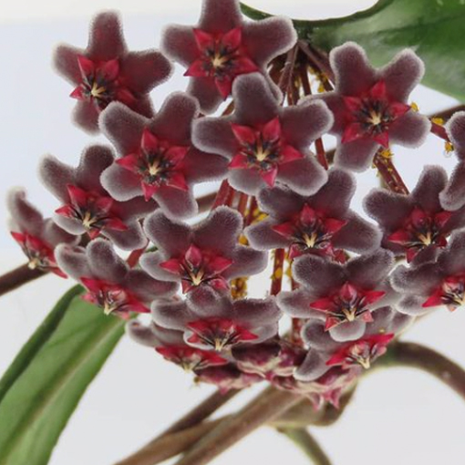 Hoya Pubicalyx 'Red Buttons' @feathersnfleurs