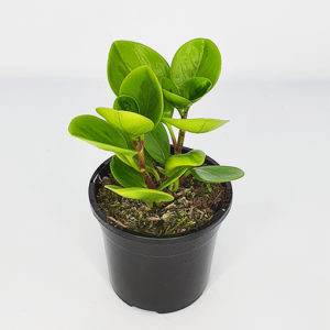 Peperomia Lemon and Lime 125mm