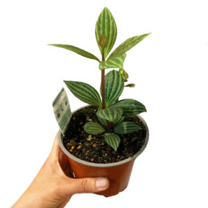 Peperomia Tetragona - Parallel Peperomia 120mm