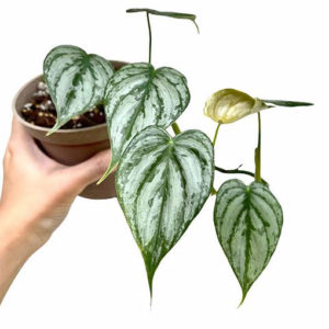 Philodendron Brandtianum 125mm