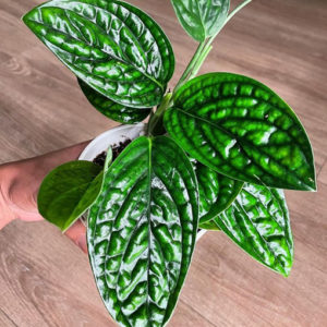 Monstera Karstenianum Peru 125mm