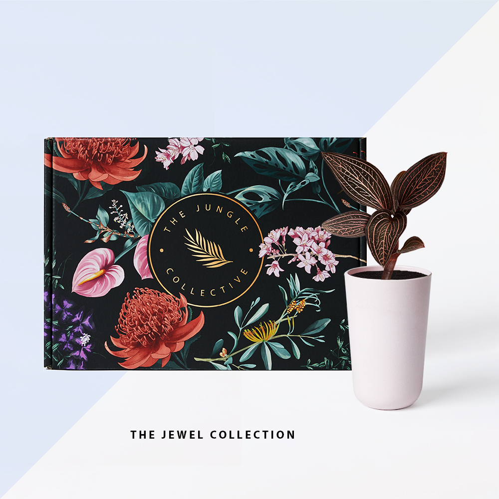 The Jungle Box - Jewel Collection - Win a Trip to Lizard Island! - The ...
