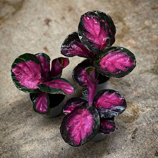Calathea roseopicta rosey - skinkplants s