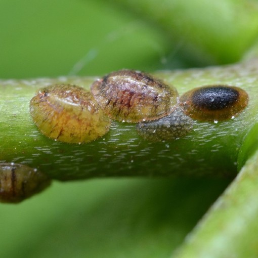 How to deal with scale insects