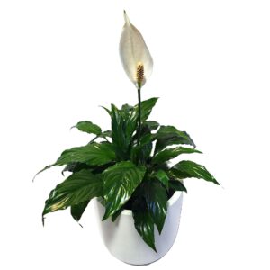 Spathiphyllum Sweet Chico 200mm