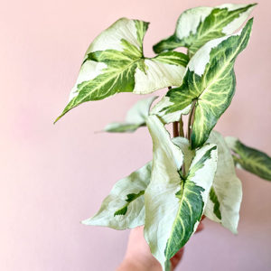 Syngonium 3 Kings – Magic Marble 70mm