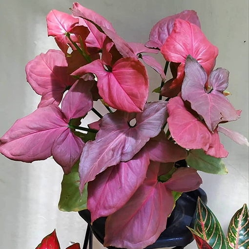 Syngonium super pink - planta_tropica s