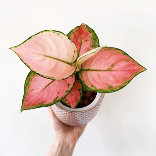 Aglaonema Anyamanee - amandaraewright