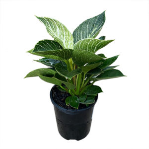 Philodendron Birkin 180mm