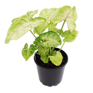 Syngonium Golden Allusion - Arrowhead Vine 100mm