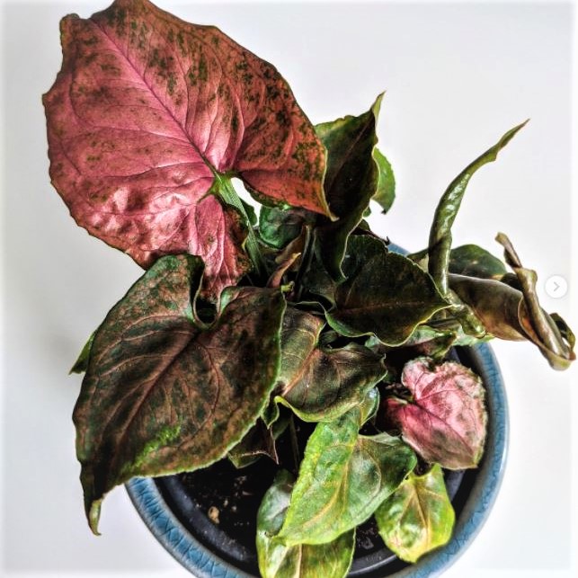 Syngonium Podophyllum 'Maria' 100mm | Canberra Only - The Jungle Collective