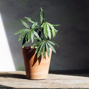 Anthurium Polyschistum Finger Leaf 125mm
