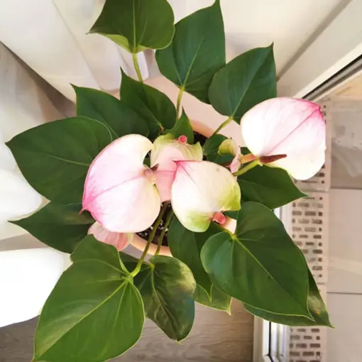 The Simple Elegance of the Camellia Flower Radiates Across