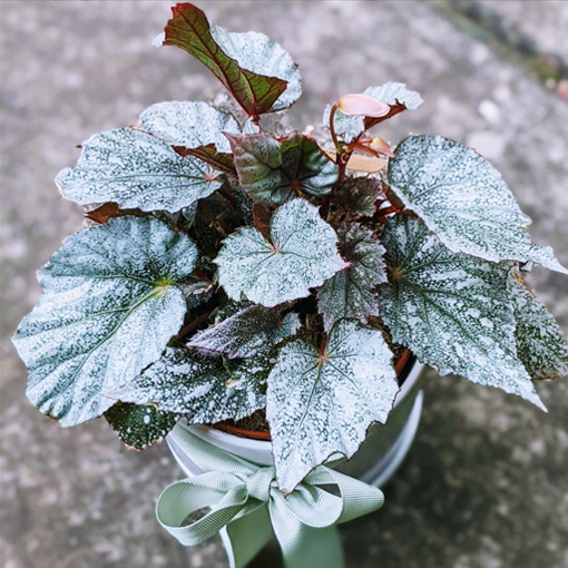 Begonia Frost @olliesbloomsandplants
