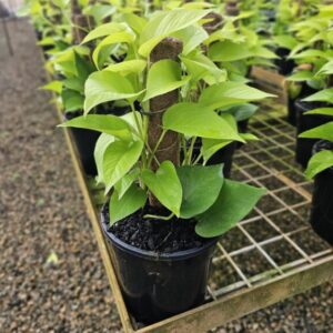 Pothos aureum Green Totem 200mm
