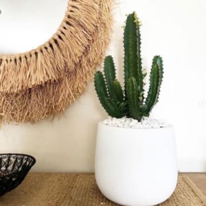 Cowboy Cactus – Euphorbia Cowboy 130mm