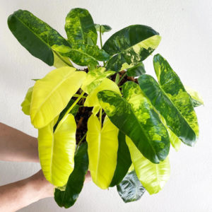 MEGA DEAL - Philodendron Burle Marx Variegata 125mm