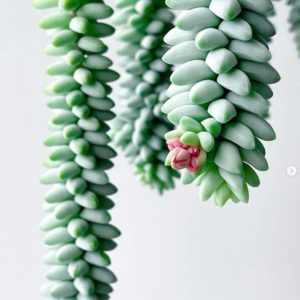 ✨ 7 at $7 – Sedum Donkey’s Tail – Sedum Morganianum 80mm