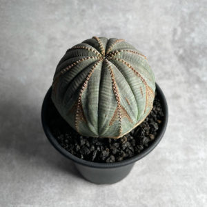 Euphorbia Obesa 