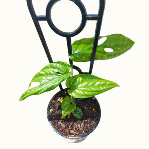 Amydrium Medium - Spiderman Monstera 120mm