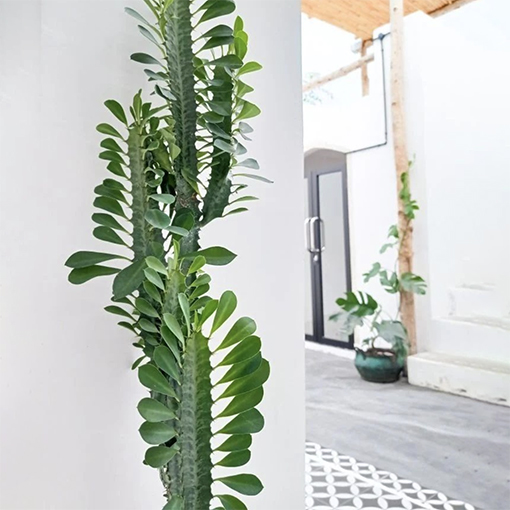 Euphorbia Trigona - kaktus_purworejo s