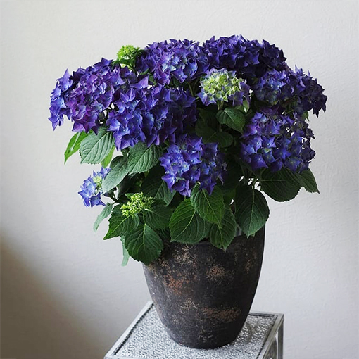 Image of Hydrangea macrophylla in hanging pot