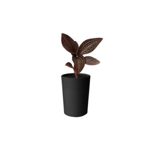 Jewel Orchid - Ludisia Discolor 70mm
