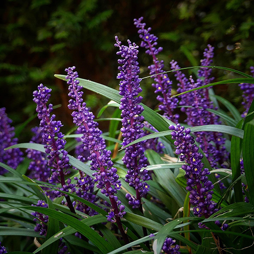 Liriope Muscari Evergreen Giant 140mm The Jungle Collective