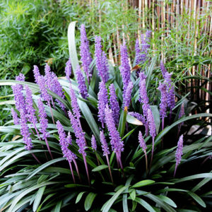 Liriope Muscari Evergreen Giant 140mm