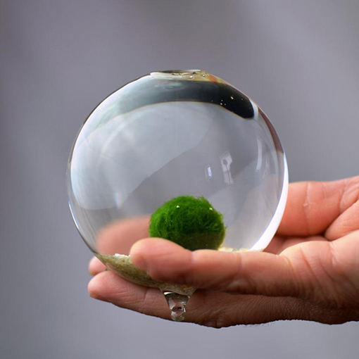 These $5 Marimo Moss Balls Are the Cutest Houseplant You Can't Kill