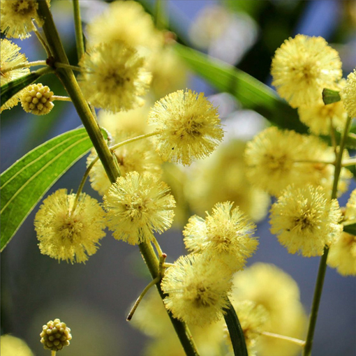 Myrtle Wattle - Acacia Myrtifolia 'Bridgewater Bay' FLOWER @clelandwildlifepark