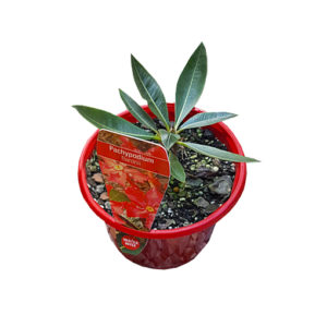 Pachypodium Baronii (Dormant - No Leaves) 130mm