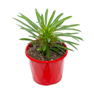 Madagascan Palm - Pachypodium lamerei (white flower) 130mm (50% quality)
