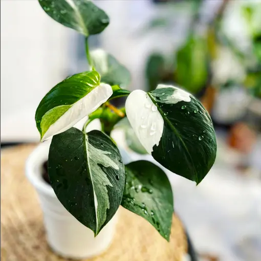 https://www.thejunglecollective.com.au/wp-content/uploads/2022/03/Philodendron-White-Wizard-@plantinghooddiary.jpg.webp