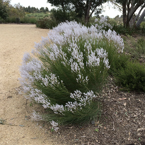 Tree Smoke Bush - Chrysocephalum Stoechadis - GreatOceanRoad s