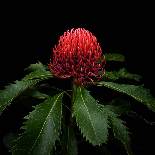 Growing & Care Tips For Waratah Plant Telopea Speciosissima!