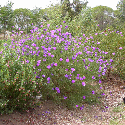 alyogyne huegelii x hakeifolia aussie purple - erofound 3 s