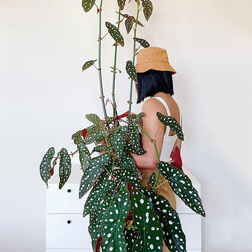 Begonia varieties - The Begonia plant family