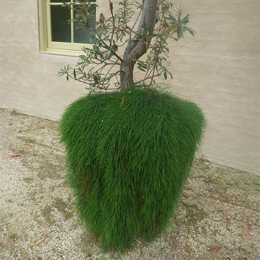 Casuarina glauca Cousin It 2 s