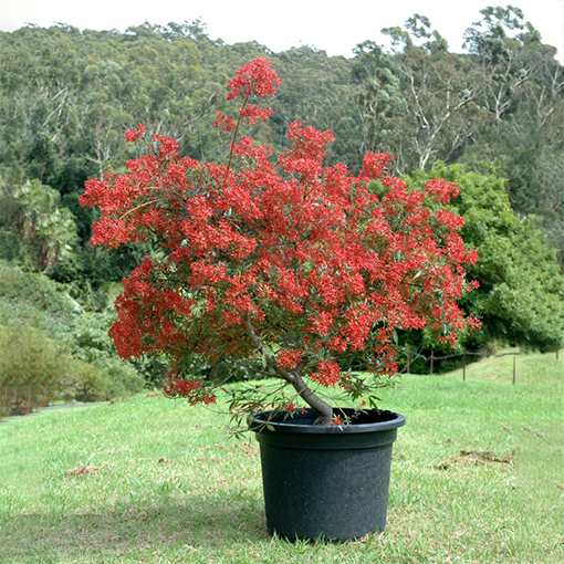 Ceratopetalum gummiferum 'Johanna's Christmas' – NSW Christmas Bush s