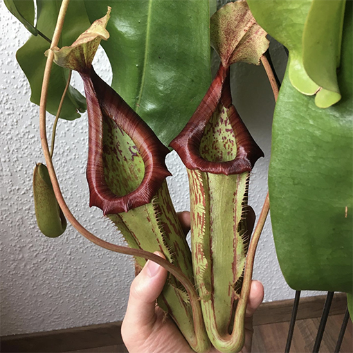 Nepenthe miranda - malawis_and_nepenthes s