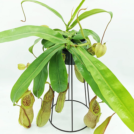 Nepenthes Louise - cb_plants s