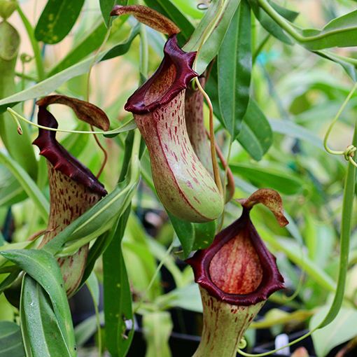Nepenthes ‘St. Pacificus’ - natures_observer808 s