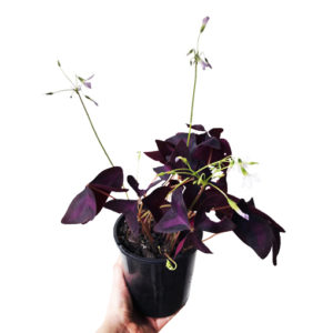 MEGA DEAL – Oxalis Triangularis 125mm
